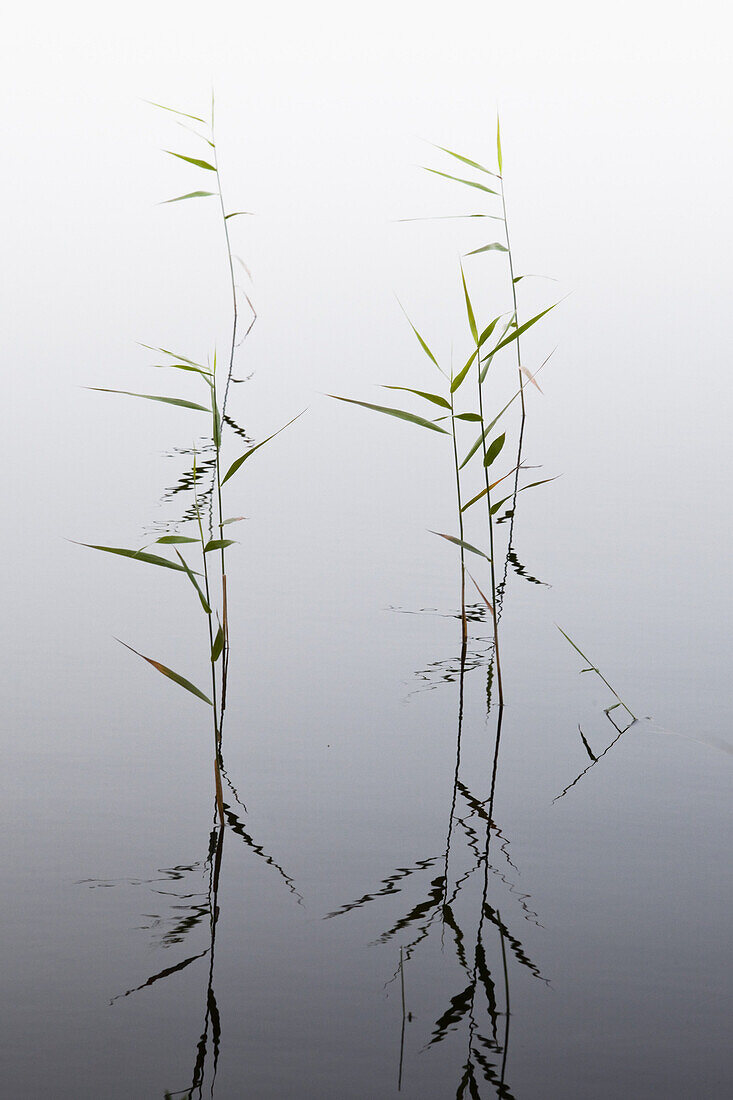Reed and reflection at the lake of Trehörningsjö, Vaesternorrland, Sweden, Europe