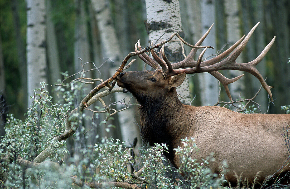 alter Hirsch mit großem Geweih im Wald