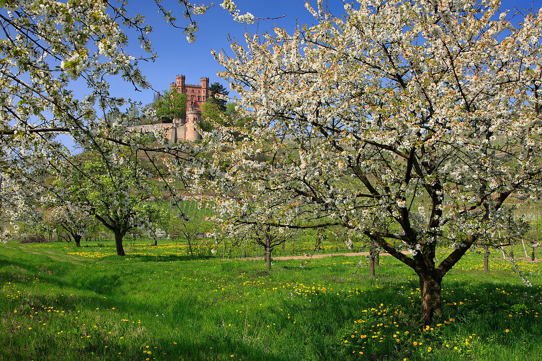 Blühende Kirschbäume, Schloss Ortenberg, bei Offenburg, Ortenau, Mittlerer Schwarzwald, Baden-Württemberg, Deutschland