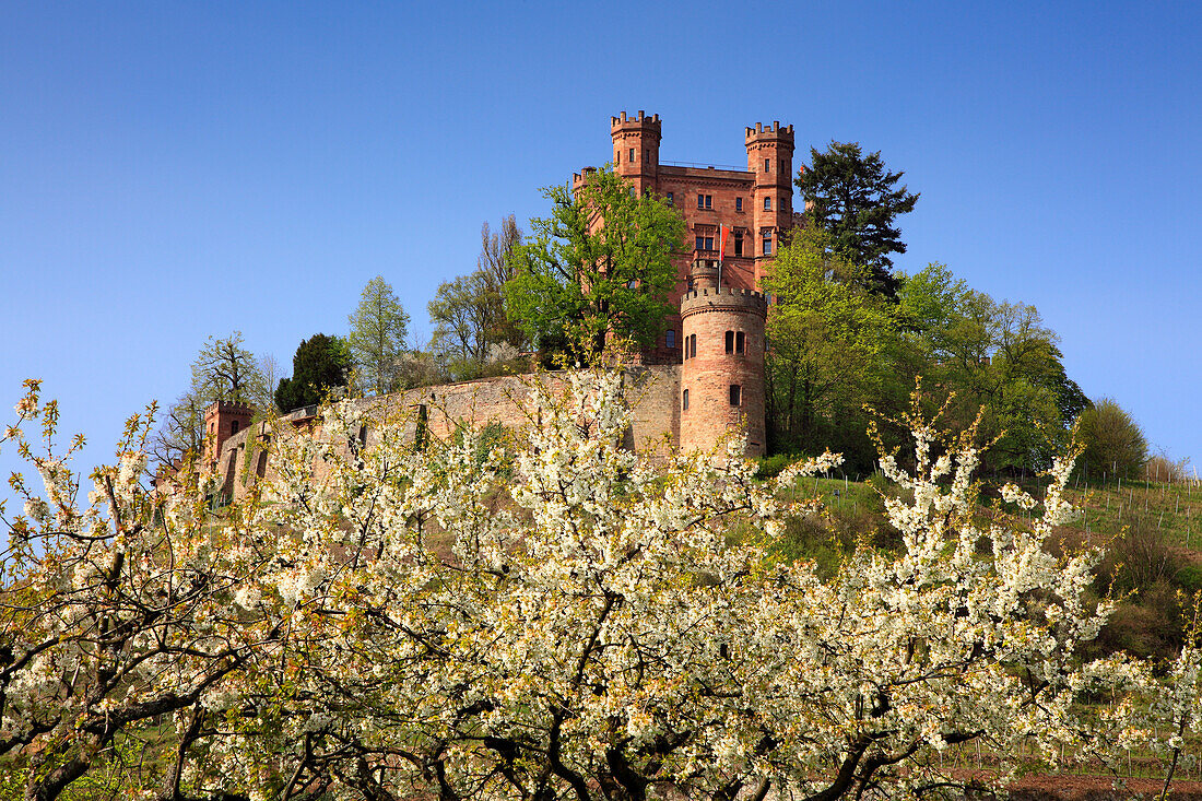 Cherry blossom, Ortenberg castle, near Offenburg, Ortenau region, Black Forest, Baden-Württemberg, Germany