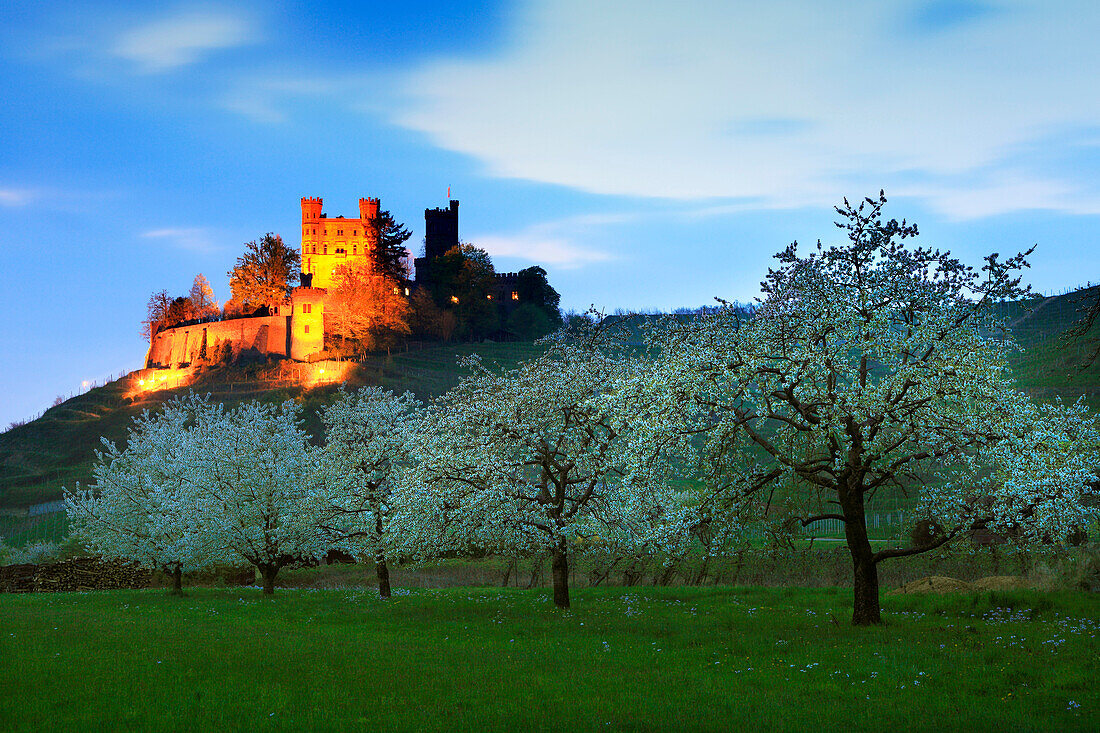 Blühende Kirschbäume, Schloss Ortenberg, bei Offenburg, Ortenau, Mittlerer Schwarzwald, Baden-Württemberg, Deutschland