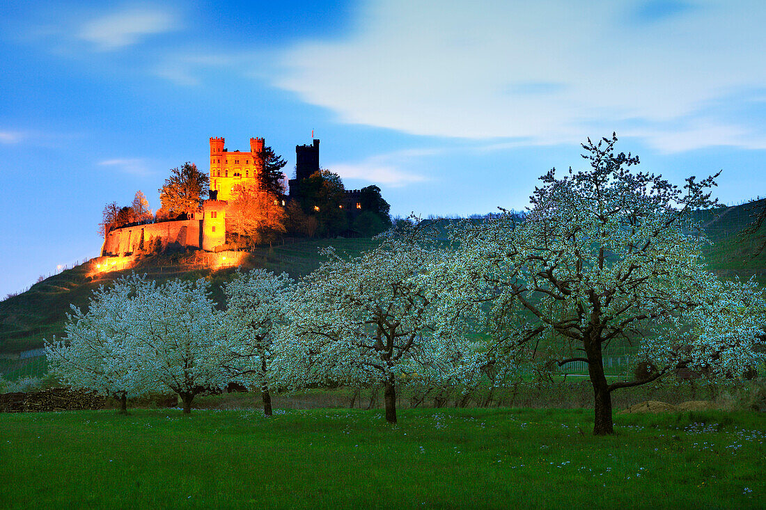 Cherry blossom, Ortenberg castle, near Offenburg, Ortenau region, Black Forest, Baden-Württemberg, Germany
