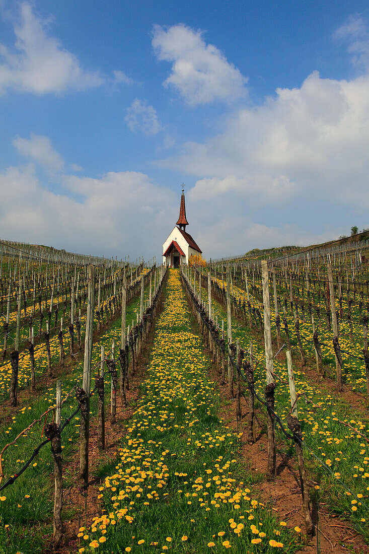 Eichert chapel in the vineyards near Jechtingen, Kaiserstuhl, Breisgau, Black Forest, Baden-Württemberg, Germany