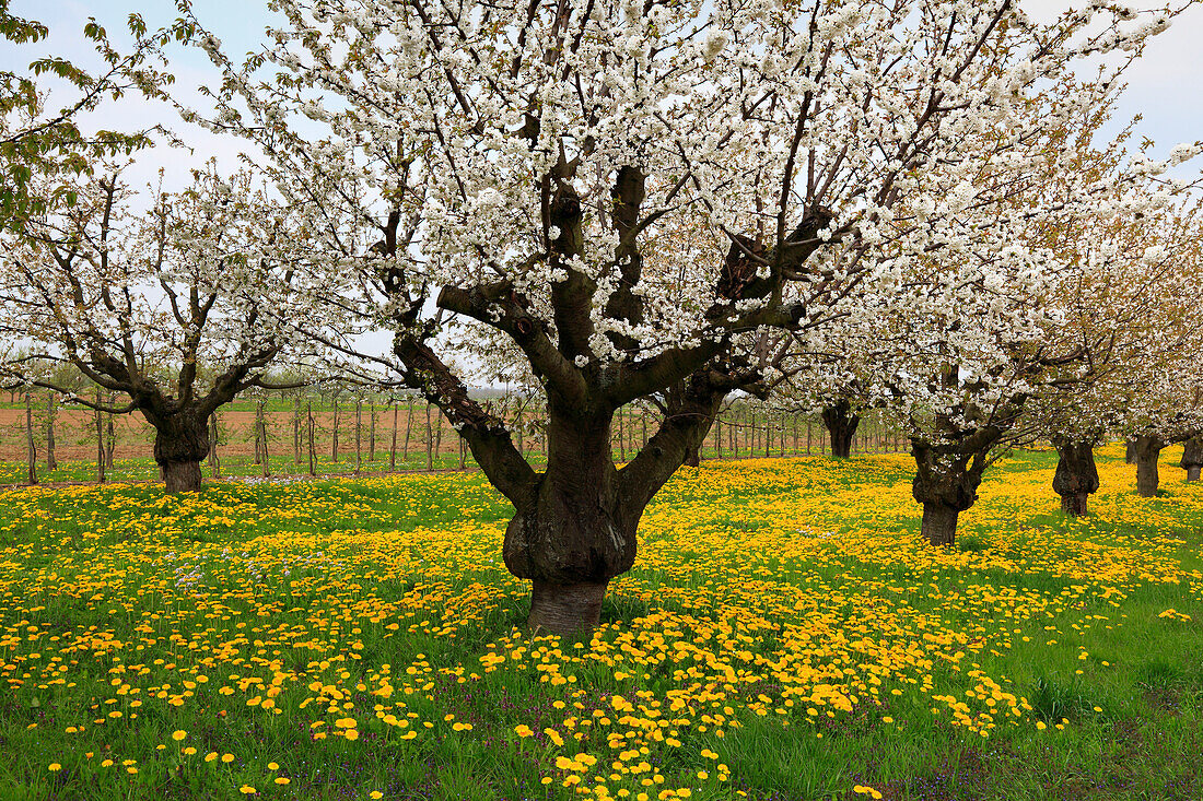 Cherry blossom near Endingen, Kaiserstuhl, Breisgau, Black Forest, Baden-Württemberg, Germany