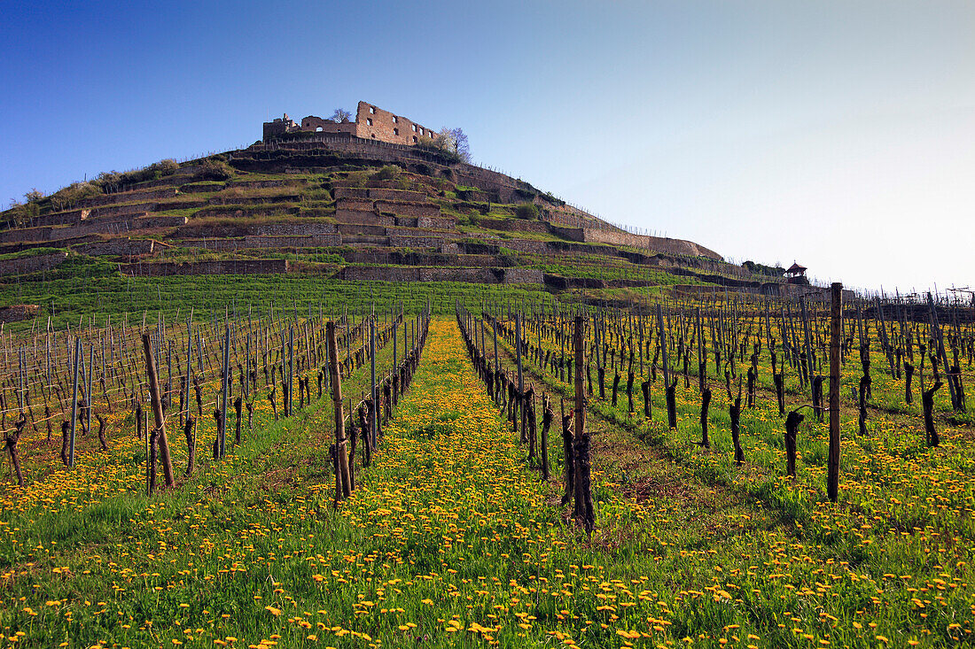 Staufen castle, Staufen im Breisgau, Black Forest, Baden-Württemberg, Germany