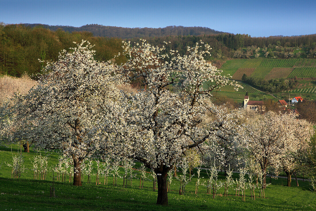 Blühende Kirschbäume, Blick über das Eggener Tal nach Niedereggenen, Markgräfler Land, Südlicher Schwarzwald, Baden-Württemberg, Deutschland