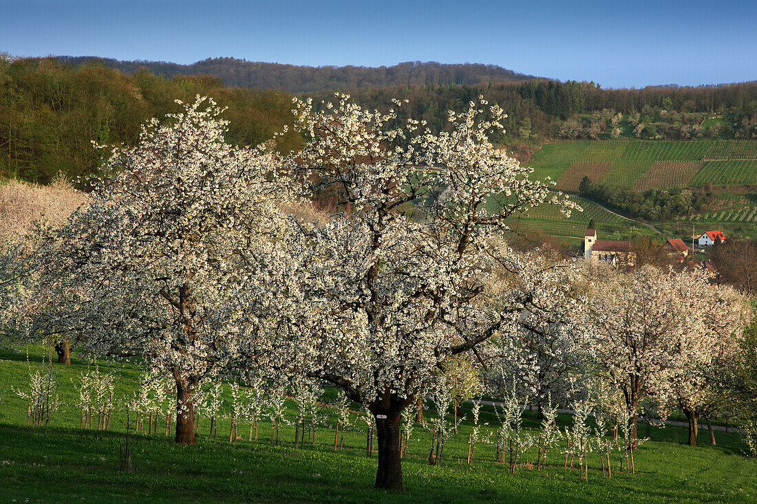 Cherry blossom, view over Eggenen valley to Niedereggenen, Markgräfler Land, Black Forest, Baden-Württemberg, Germany