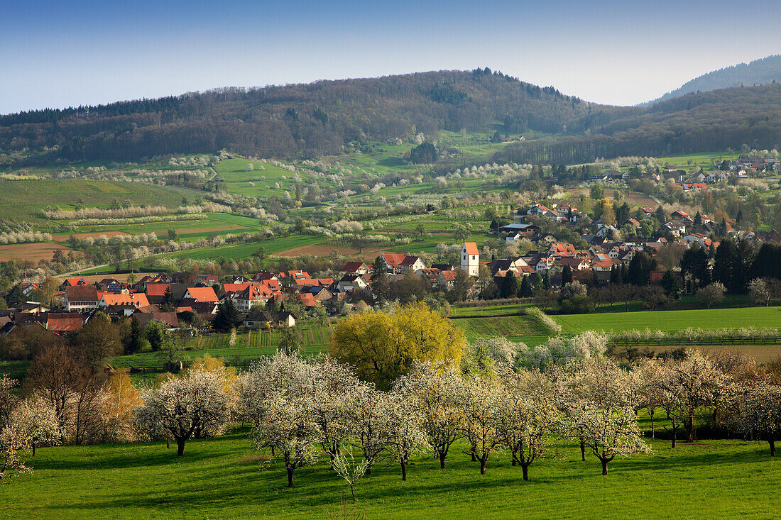 Blühende Kirschbäume, Blick über das Eggener Tal nach Obereggenen, Markgräfler Land, Südlicher Schwarzwald, Baden-Württemberg, Deutschland
