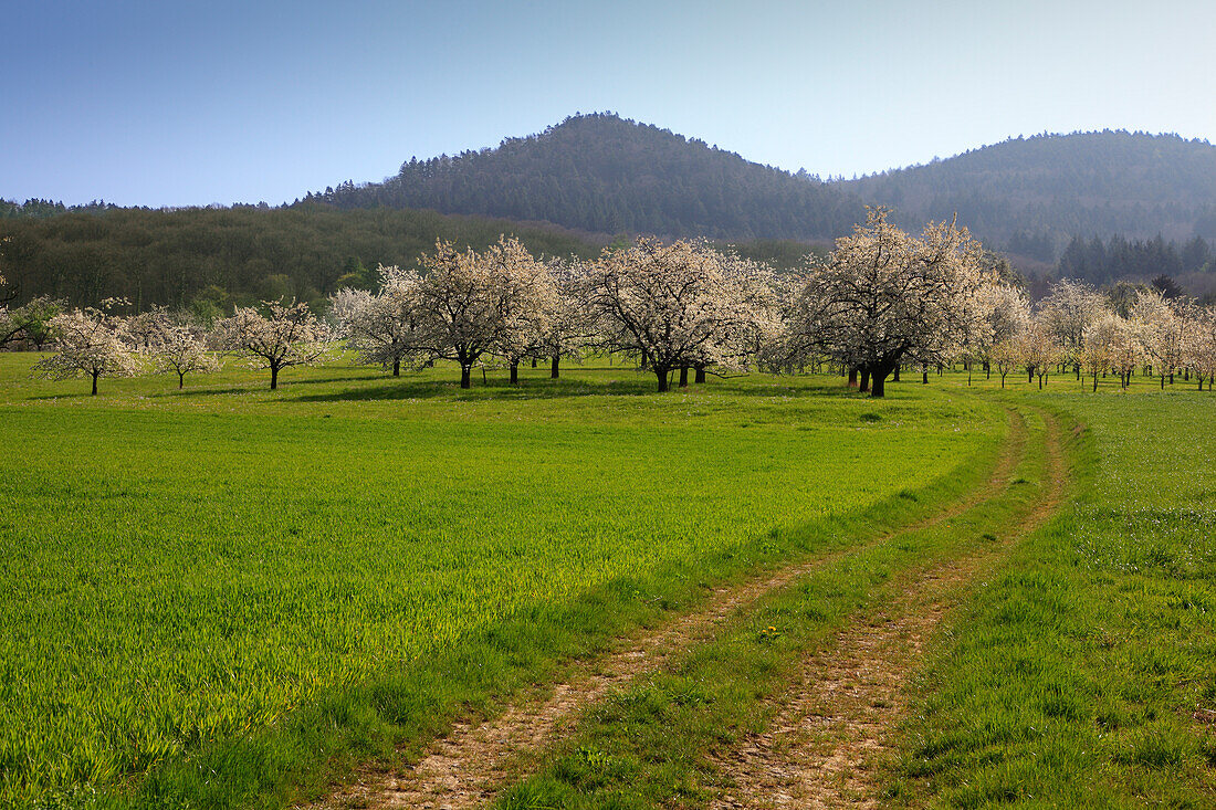 Blühende Kirschbäume im Eggener Tal bei Obereggenen, Markgräfler Land, Südlicher Schwarzwald, Baden-Württemberg, Deutschland