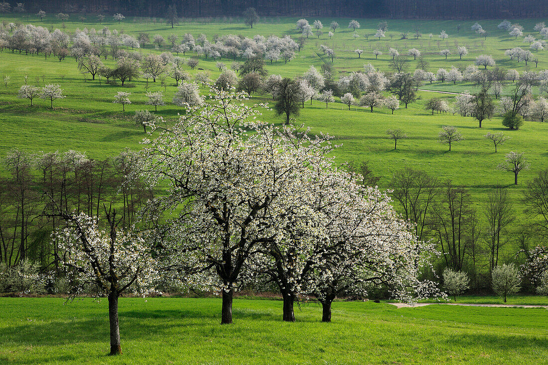 Cherry blossom at Eggenen valley near Obereggenen, Markgräfler Land, Black Forest, Baden-Württemberg, Germany