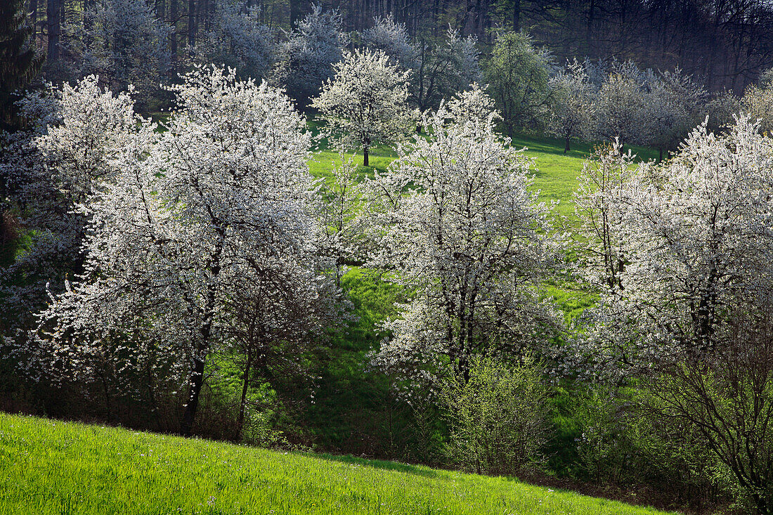 Cherry blossom at Eggenen valley near Obereggenen, Markgräfler Land, Black Forest, Baden-Württemberg, Germany
