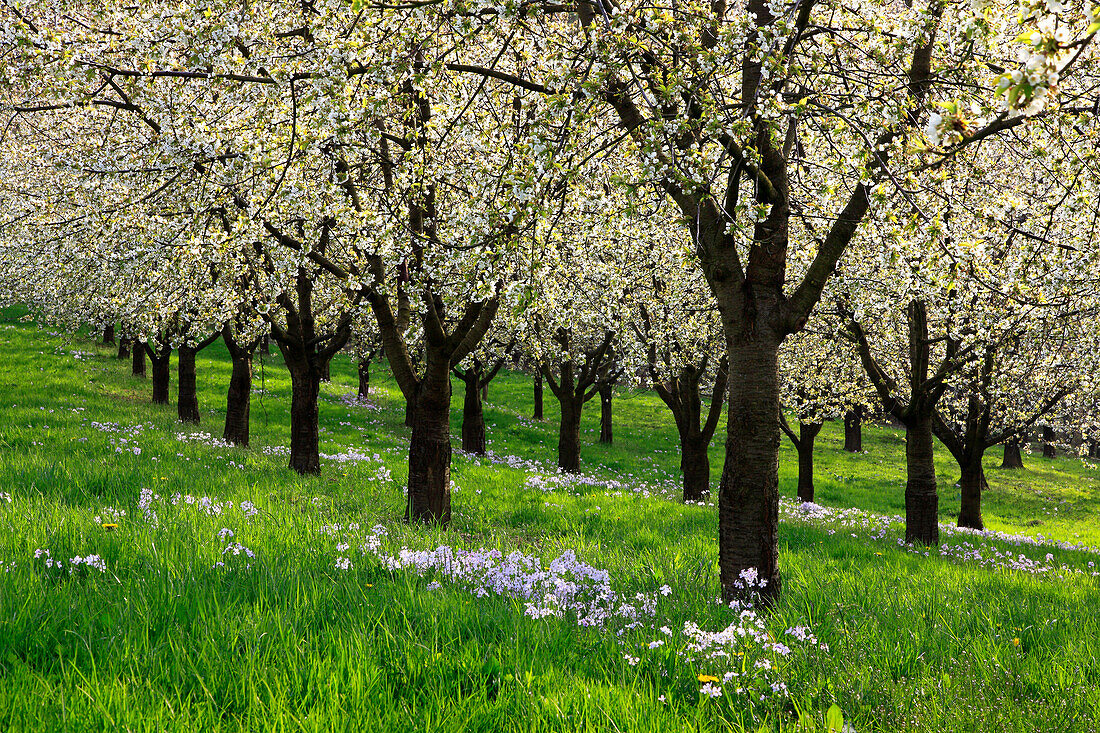 Blühende Kirschbäume im Eggener Tal bei Obereggenen, Markgräfler Land, Südlicher Schwarzwald, Baden-Württemberg, Deutschland