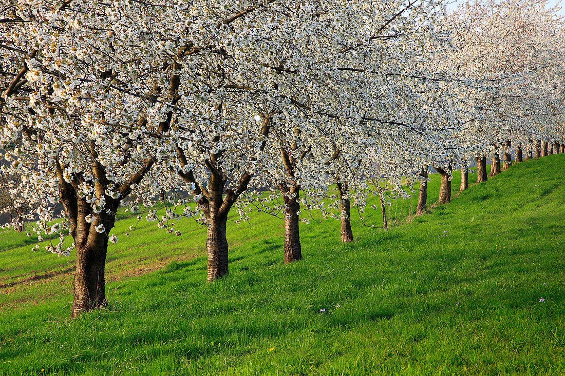 Blühende Kirschbäume im Eggener Tal bei Obereggenen, Markgräfler Land, Südlicher Schwarzwald, Baden-Württemberg, Deutschland