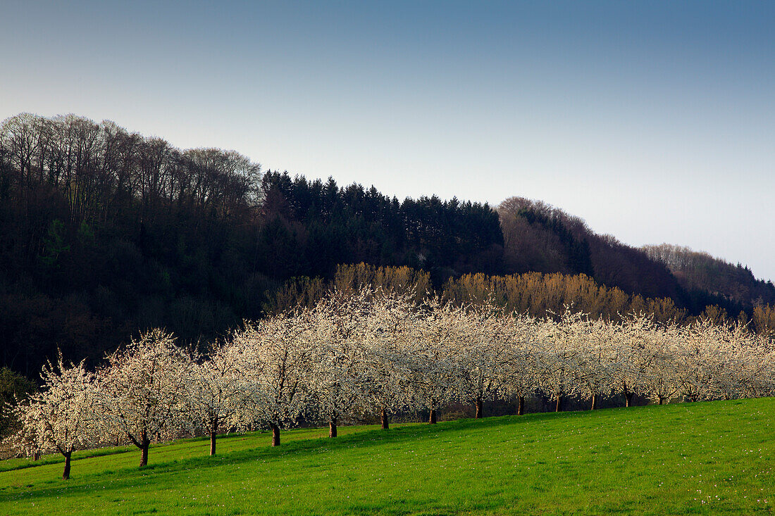 Blühende Kirschbäume im Eggener Tal bei Obereggenen, Markgräfler Land, Südlicher Schwarzwald, Baden-Württemberg, Deutschland