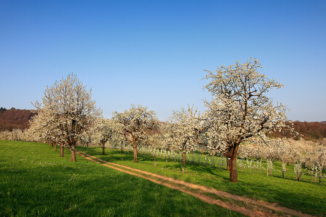 Cherry blossom at Eggenen valley near Obereggenen, Markgräfler Land, Black Forest, Baden-Württemberg, Germany