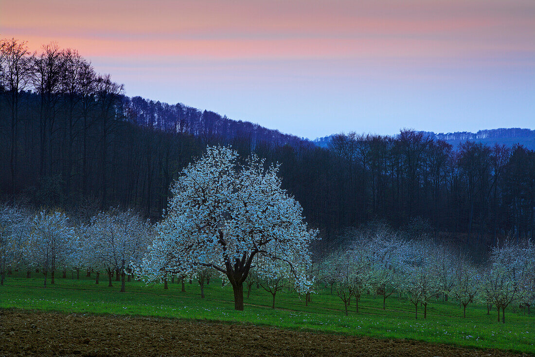 Cherry blossom at Eggenen valley near Obereggenen, Markgräfler Land, Black Forest, Baden-Württemberg, Germany