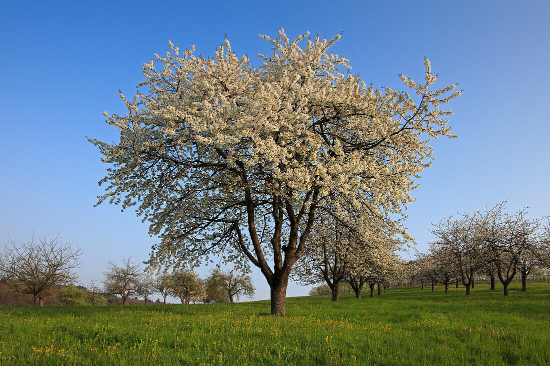 Blühende Kirschbäume im Eggener Tal bei Obereggenen, Markgräfler Land, Südlicher Schwarzwald, Baden-Württemberg, Deutschland