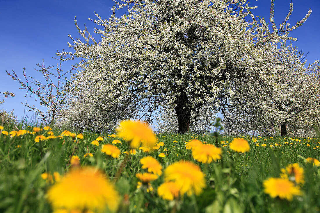 Cherry blossom at Eggenen valley near Obereggenen, Markgräfler Land, Black Forest, Baden-Württemberg, Germany