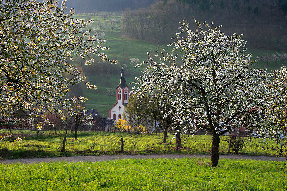 Cherry blossom at Eggenen valley near Feuerbach, Markgräfler Land, Black Forest, Baden-Württemberg, Germany