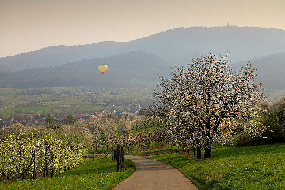 Ballonstart, blühende Kirschbäume im Eggener Tal bei Obereggenen, Blick zum Berg „Blauen“, Markgräfler Land, Südlicher Schwarzwald, Baden-Württemberg, Deutschland