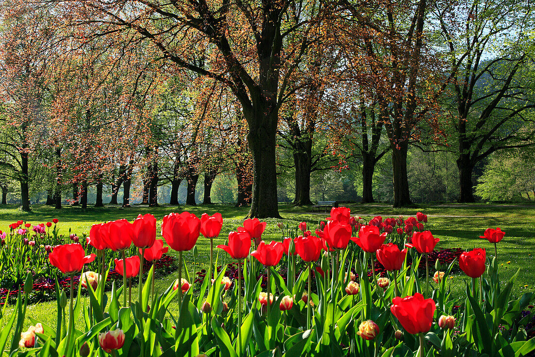 Lichtentaler Allee, Baden-Baden, Nördlicher Schwarzwald, Baden-Württemberg, Deutschland