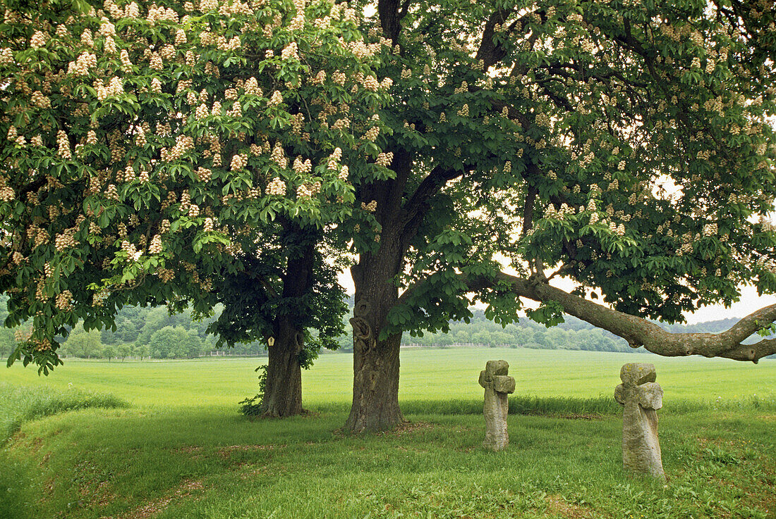 Chestnuts with wayside crosses, near Tonndorf, Thuringia, Germany