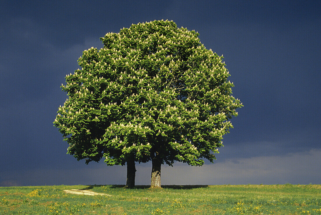 Chestnut in a field near Pfullendorf, Baden-Württemberg, Germany