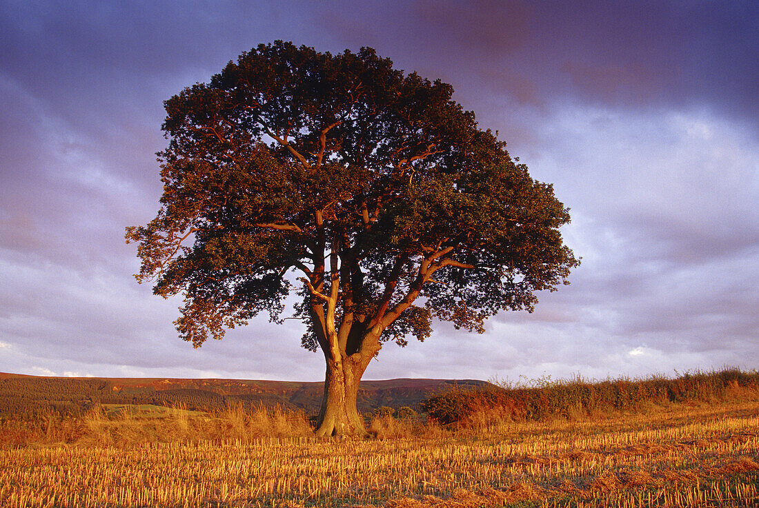 Oak treee at dusk, Yorkshire, Great Britain
