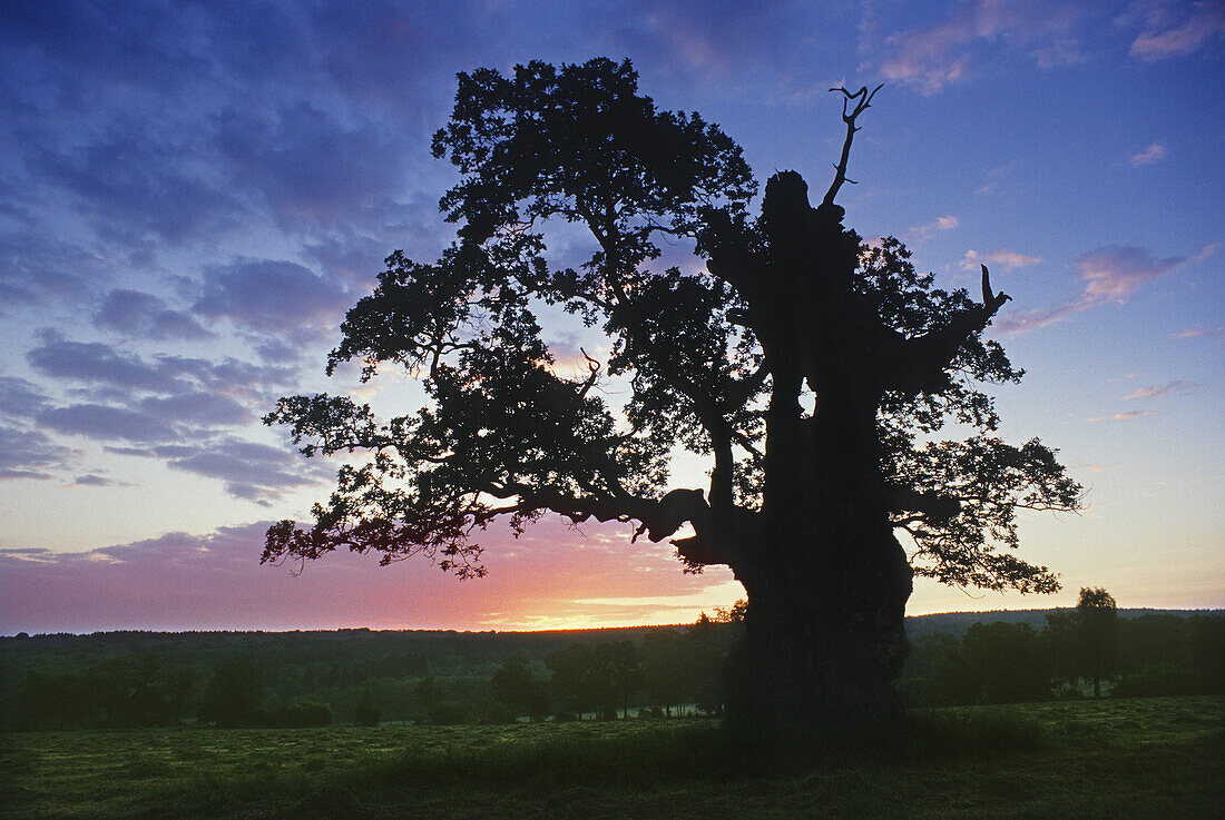 Oak tree near Reinhardswald at sunrise, Hesse, Germany