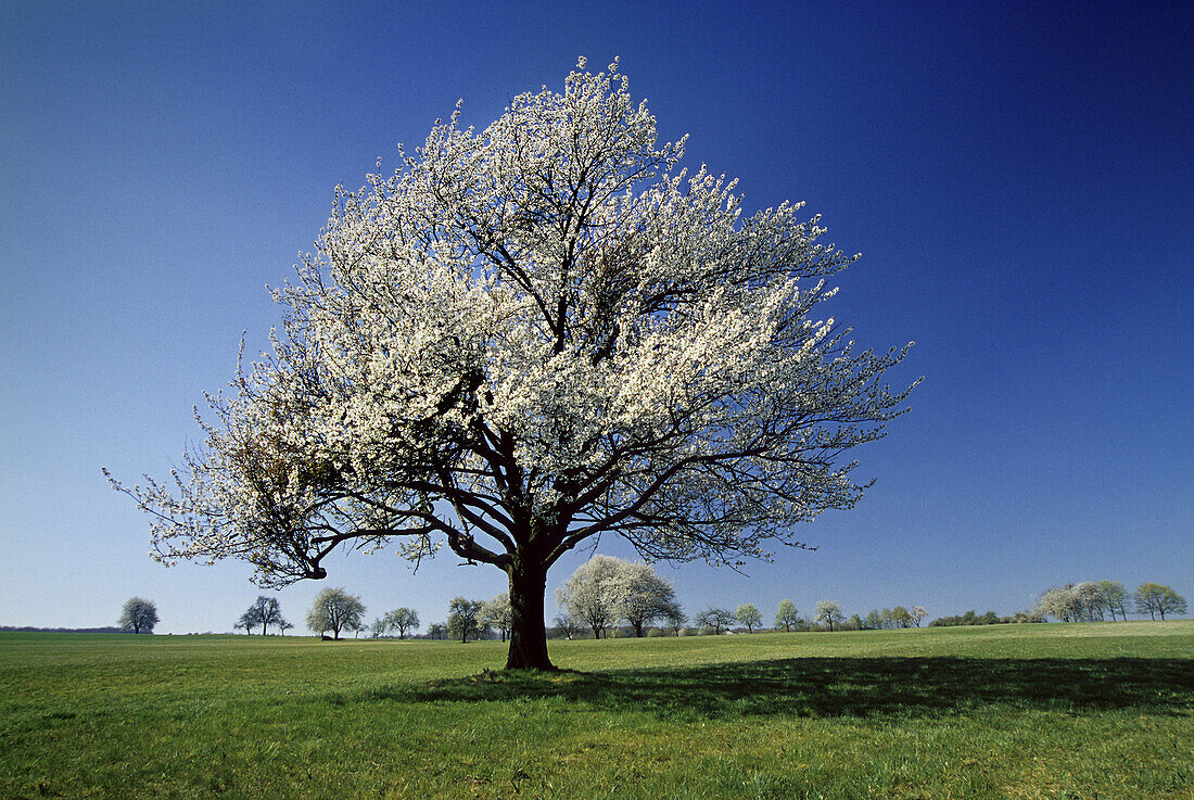 Cherry blossom in a field near Ölbronn, Baden-Württemberg, Germany