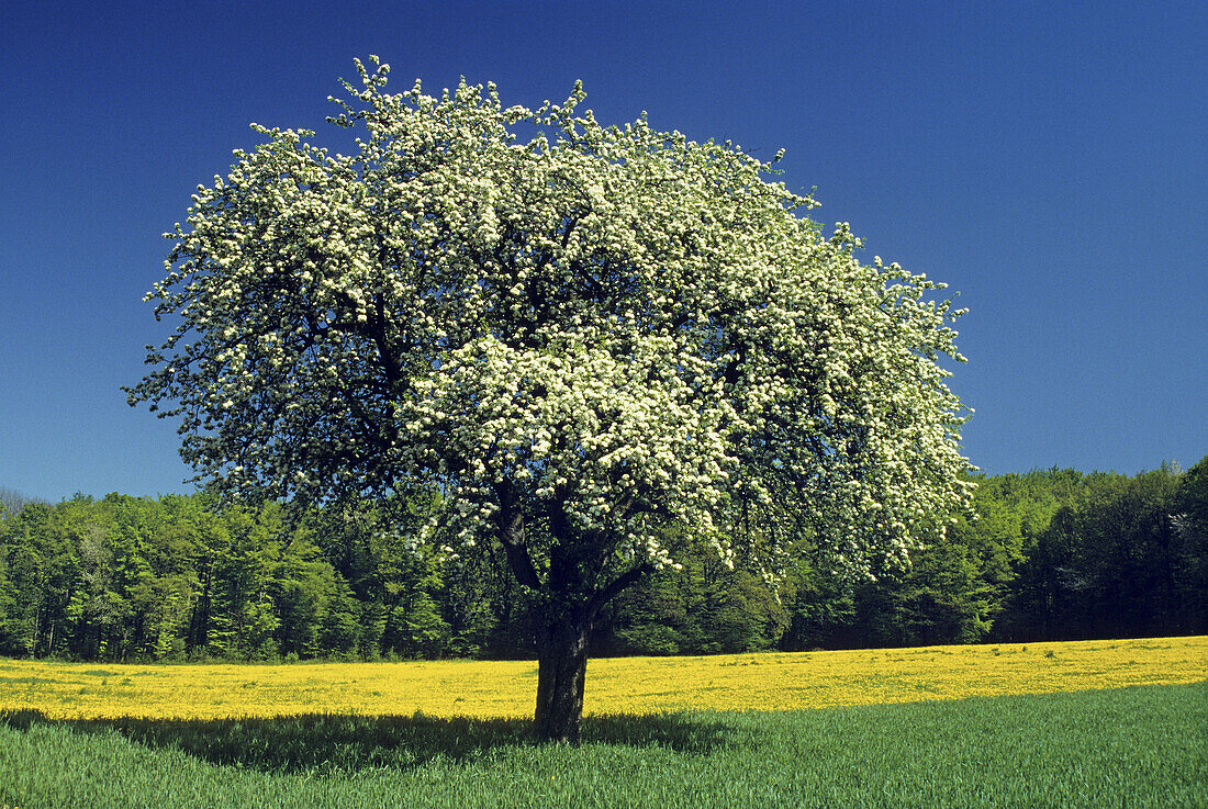 Blühender Birnbaum, bei Mosbach, Neckar, Baden-Württemberg, Deutschland