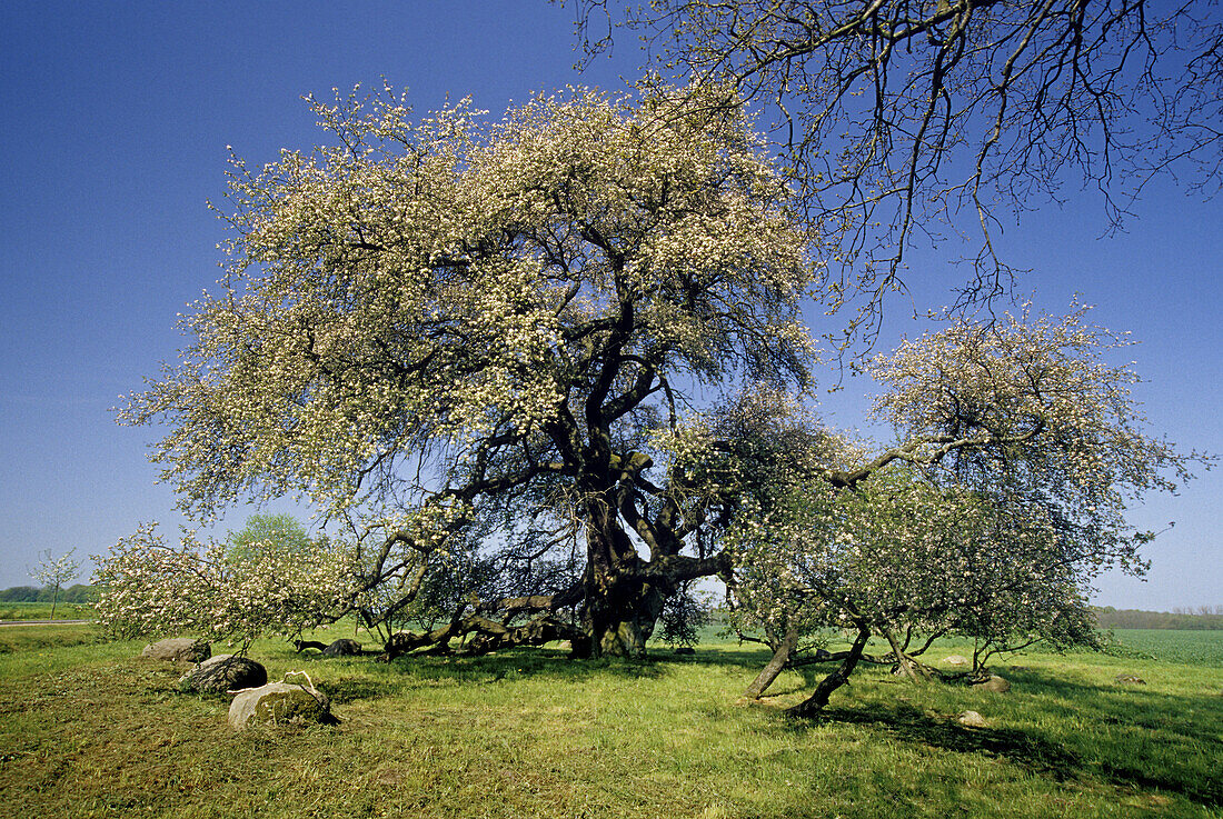 Apfelbaum bei Stubbendorf, Mecklenburg-Vorpommern, Deutschland