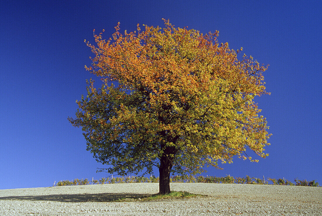 Kirschbaum, bei Barolo, Piemont, Italien