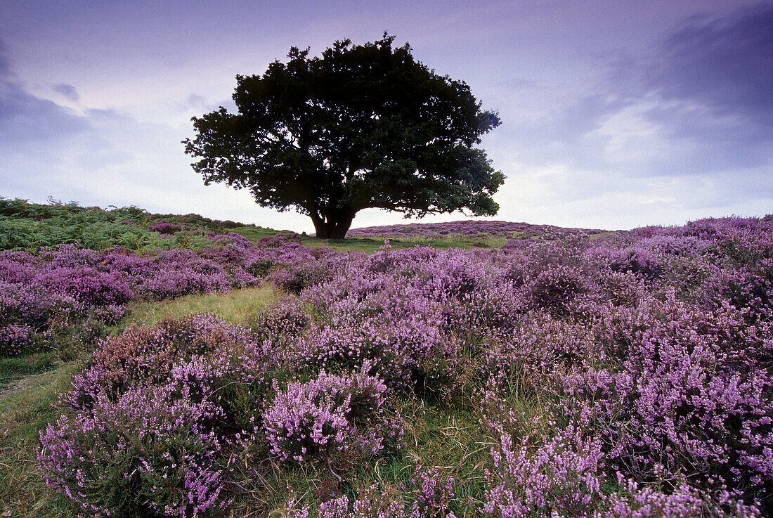 Oak surrounded by purple heather in the Peak District, Derbyshire, Great Britain