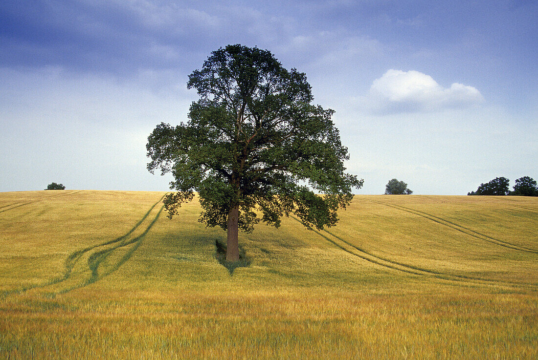 Oak in a field near Teterow, Mecklenburg-Western Pomerania, Germany