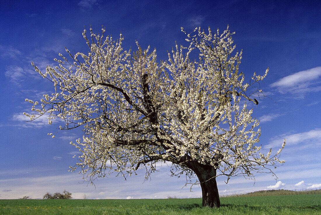 Blühender Kirschbaum, bei Überlingen, Bodensee, Baden-Württemberg, Deutschland