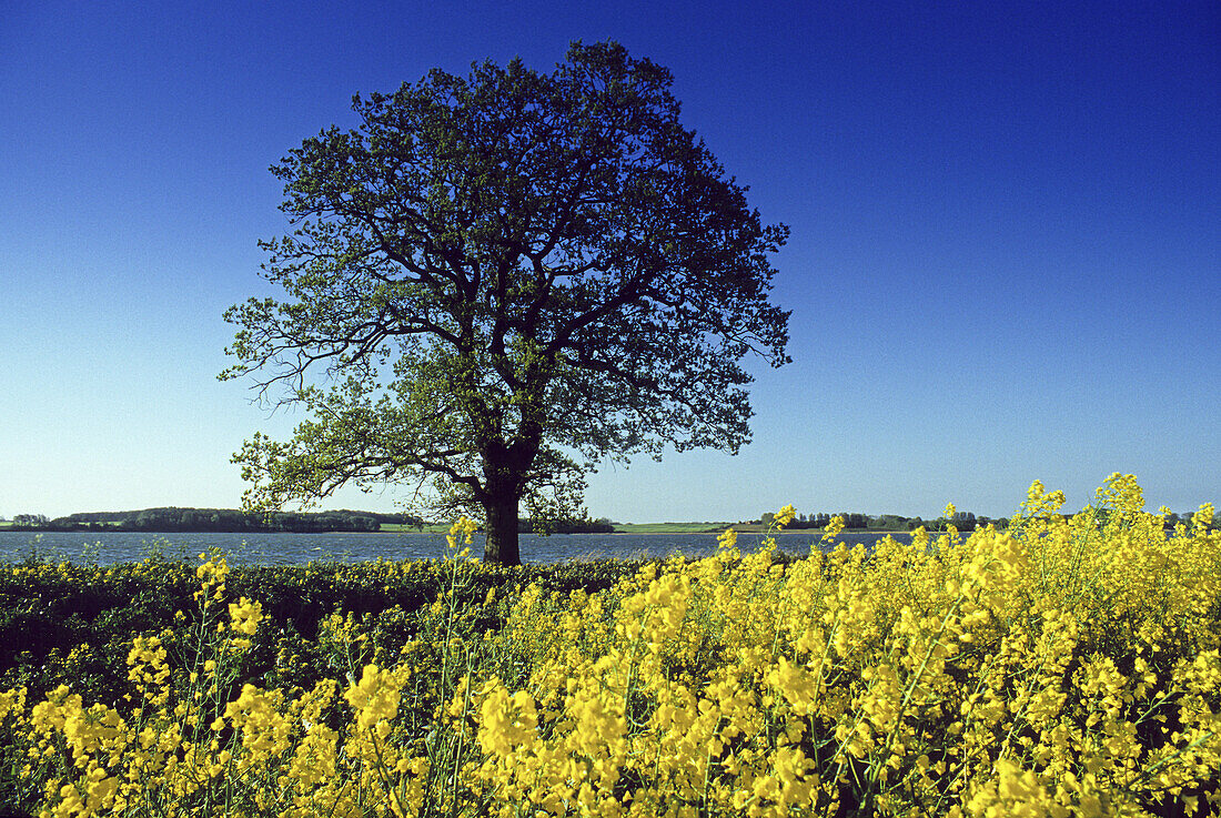 Oak in a yellow rapeseed field, near Kappeln, Schleswig-Holstein, Germany