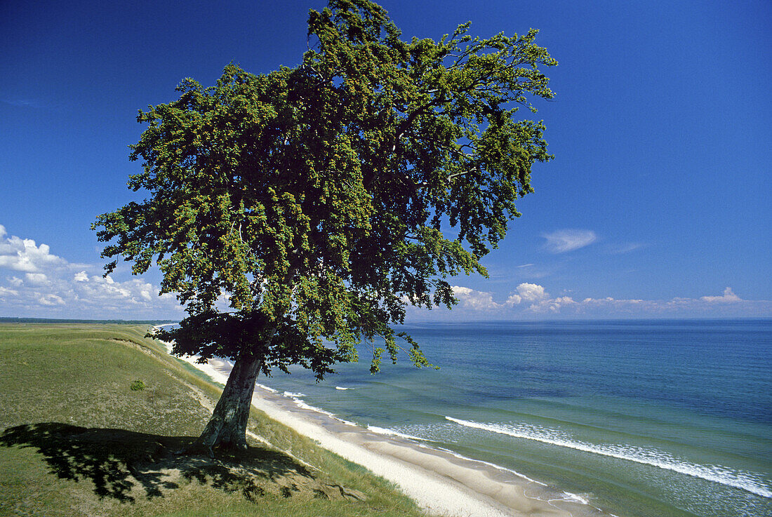 Buche am Ostseestrand, bei Kivik, Skane, Schweden