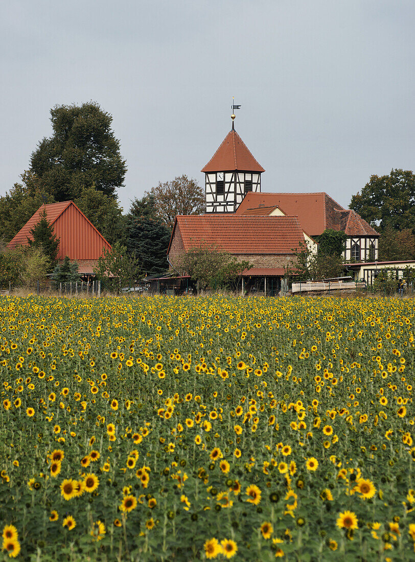 Dorfkirche hinter einem Sonnenblumenfeld, Semlin, bei Rathenow, Land Brandenburg, Deutschland