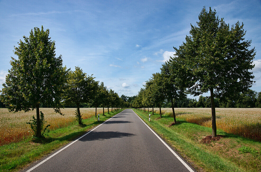 Tree-lines allee, Altdoebern, Land Brandenburg, Germany