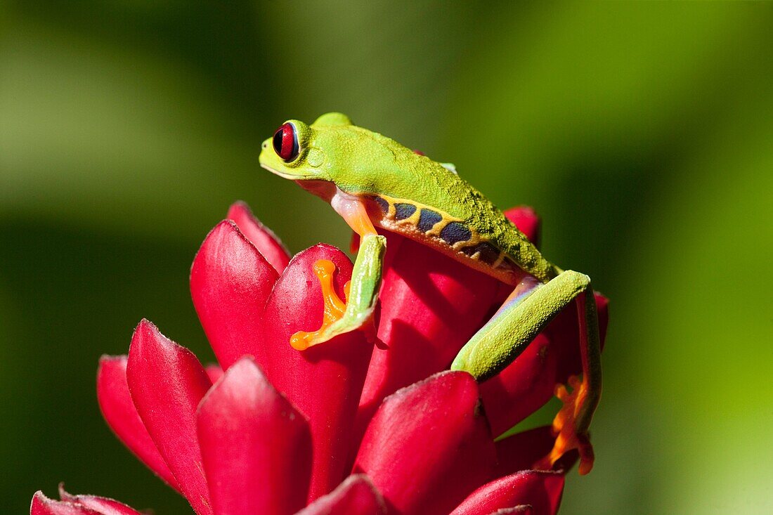 Rotaugen-Laubfrosch, Costa Rica