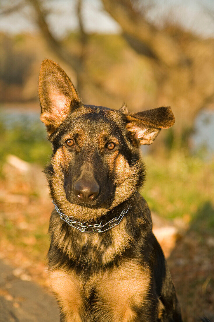 Portrait of a nine month old German Retriever Puppy with a floppy ear, MR G071106