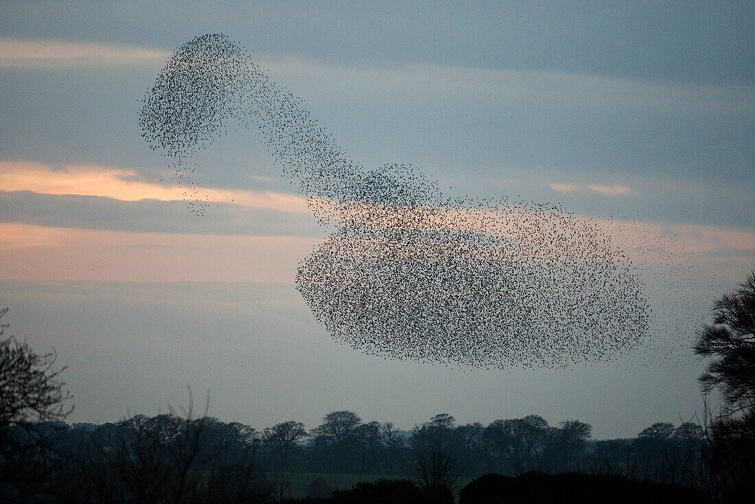 Starling Sturnus vulgaris flock en masse at roost site at dusk  Scotland  December 2008