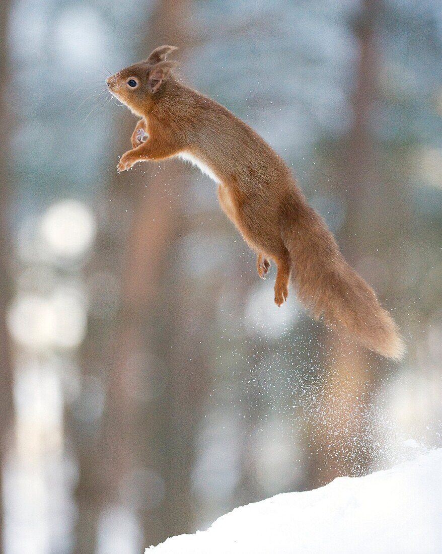 Red Squirrel Sciurus vulgaris leaping from snow covered log  Scotland  January
