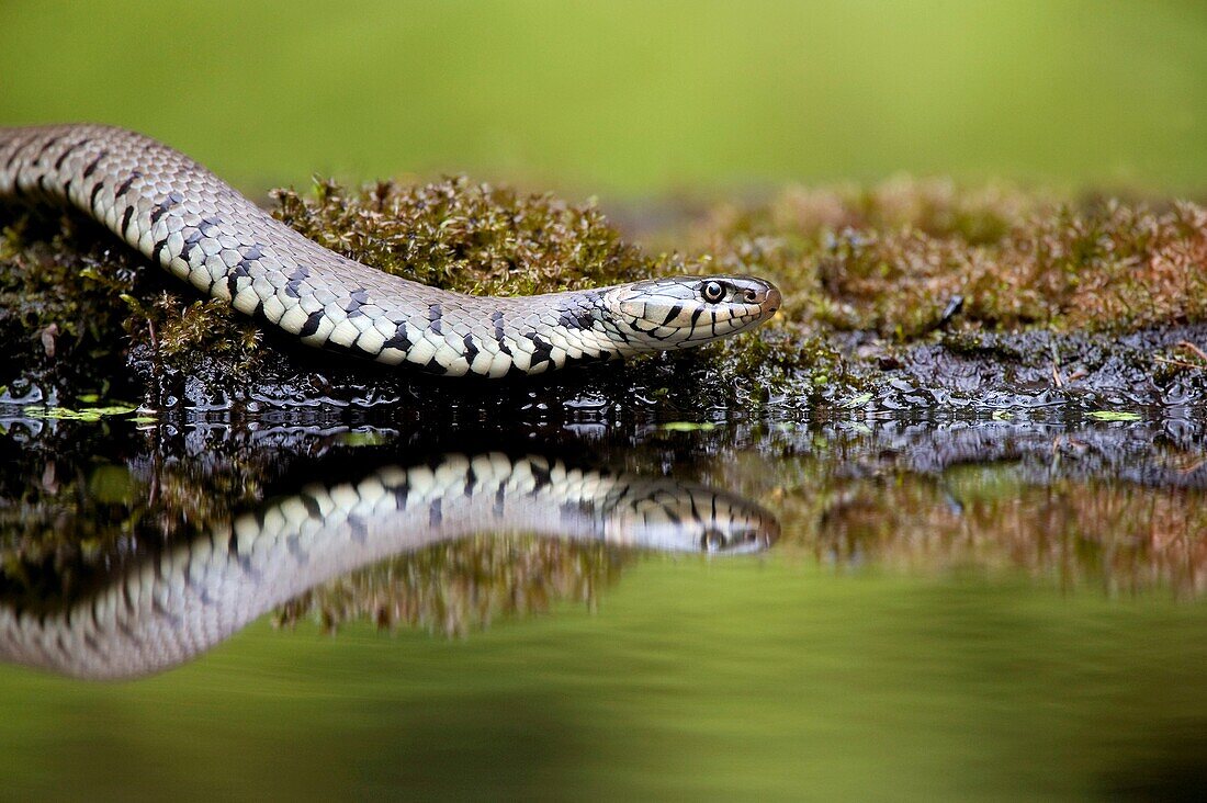 Grass snake Natirx natrix adult on edge of pond showing reflection  UK  June 2009