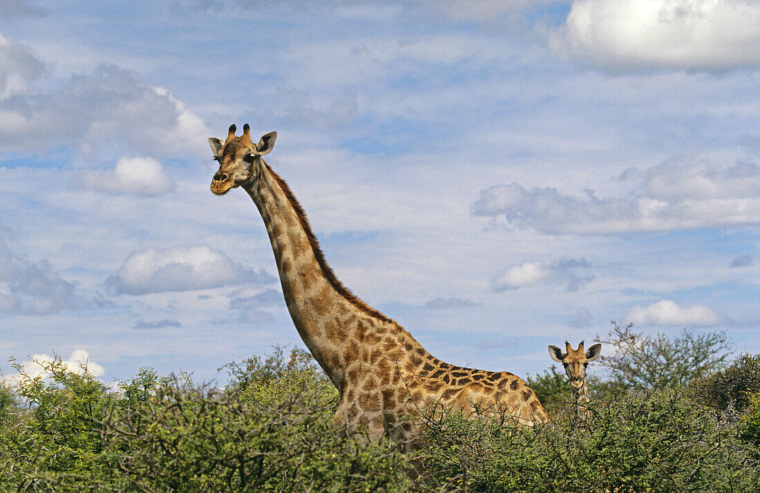 Etosha Wildreservat, Farbe, Giraffe, Namibia, G23-884412, agefotostock 