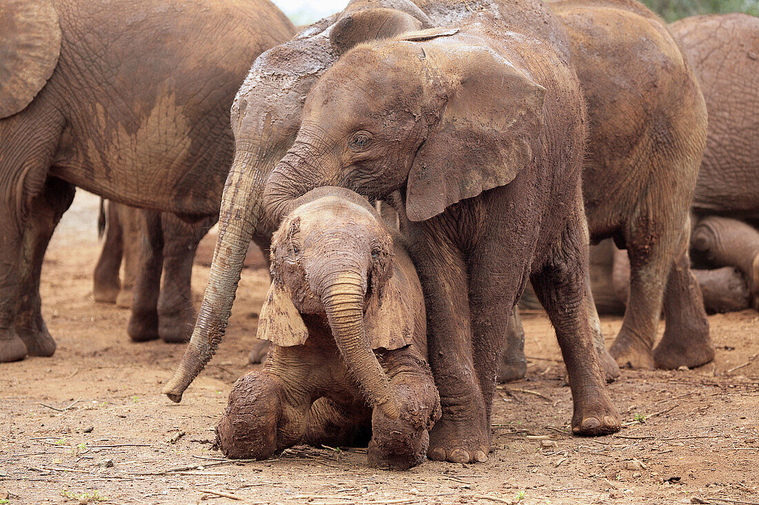 Sheldrick Elephant orpancy