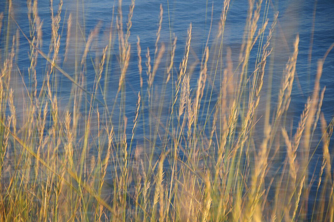 Blur, Color, Colour, Grass, Motion, Seattle, Vegetation, Water, West, G34-882553, agefotostock 