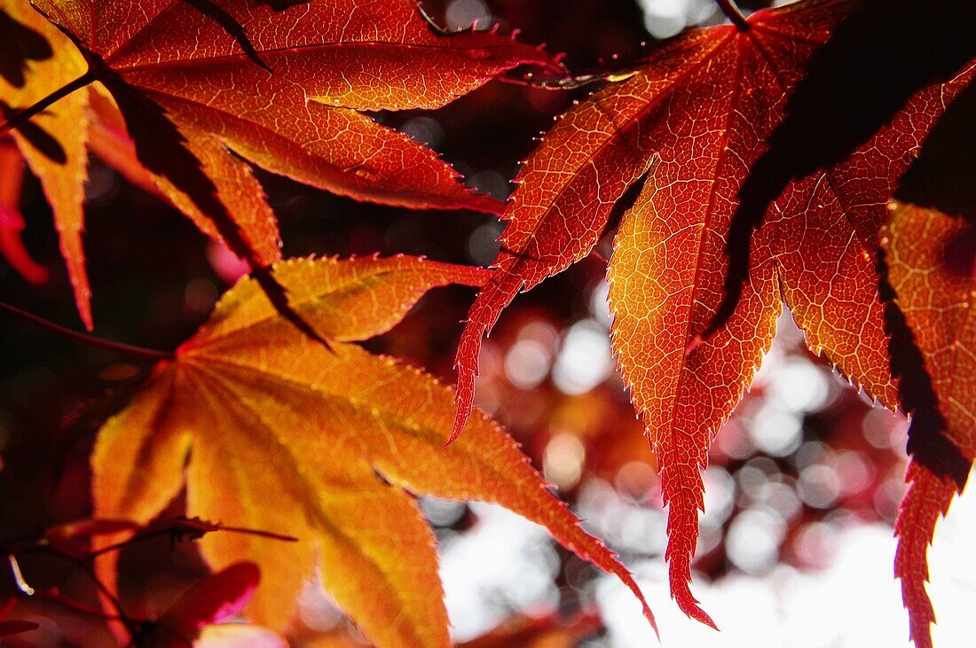 Blatt, Vegetation, G34-924942, agefotostock 