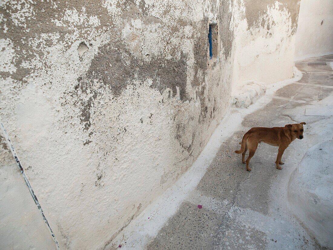 Dog walks in Emporio, Santorini, Greece